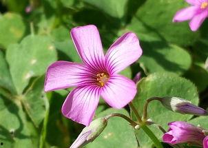 和平小花花爆料视频  第3张